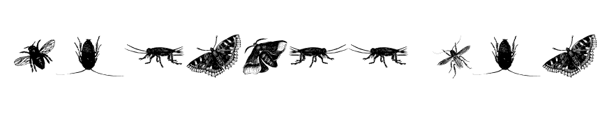 insects one